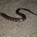 2018-9-18 snake in trail